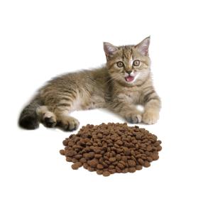 Why Does My Cat's Poop Smell So Bad? Settle it this way