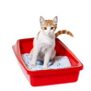 How Often Should You Change Cat Litter?