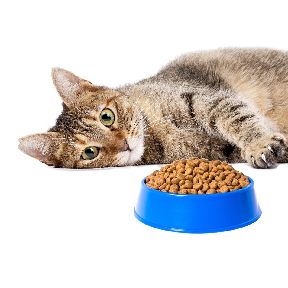 Grain-free dry cat food wholesale